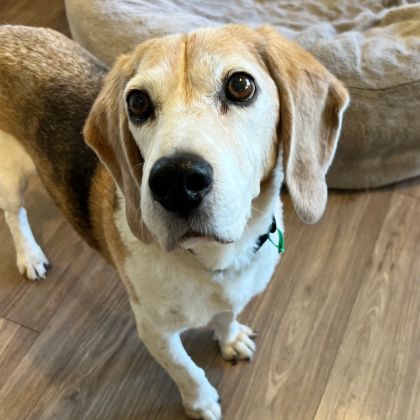 Beagle Freedom Australia.